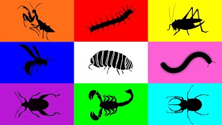 Insect Pill Bug Grasshopper Mantis Caterpillar Milipede Beetle Scorpion Wasp Leafbug [upl. by Bazil]