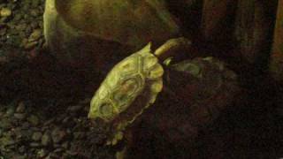 Hingeback Tortoises Mating At Bournemouth Oceanarium [upl. by Eikcim795]