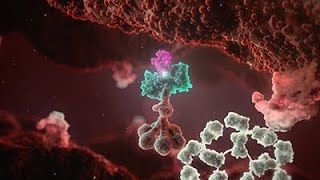 Cold Agglutinin Disease Animation  Mechanism of Disease [upl. by Wrightson505]