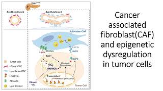 Cancerassociated fibroblast CAF links with epigenetic dysregulation in tumor cells Code 728 [upl. by Fiorenze]