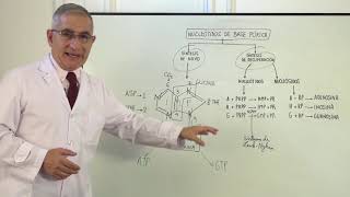 SINTESIS DE NUCLEOTIDOS DE BASE PURICA [upl. by Kinnard]