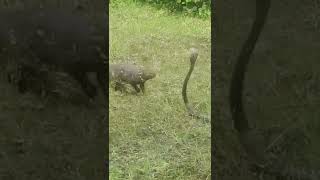 Cobra and Mongoose 1  Fight  Cobra Mongoose Fight [upl. by Fulton335]