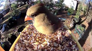 Female Northern Cardinal  Backyard Bird Feeder 11272024 [upl. by Hayyim951]