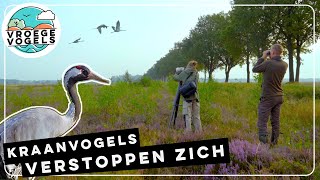 Kraanvogel zijn kampioen verstoppen  TV  Vroege Vogels [upl. by Glaser]