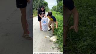 Raju and Chompa has stolen a Duck shorts vairalshorts facts banglafacts trendingshorts [upl. by Holden]