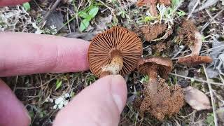 cortinarius scobinaceus [upl. by Jowett692]