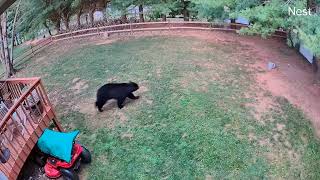 Near bear attack mother bear with four cubs in Asheville backyard [upl. by Sarge]