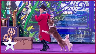 Watch Willy Wonkas Dancing Dogs ONLY On BGT 2024 SemiFinals First Time Ever [upl. by Zora978]