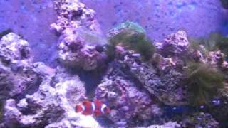 Clownfish amp Lawnmower Blenny [upl. by Wagstaff]