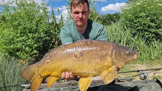 catching carp with fresh PEELER CRAB yes crabs as bait for carp must watch carp fishing UK [upl. by Allister482]