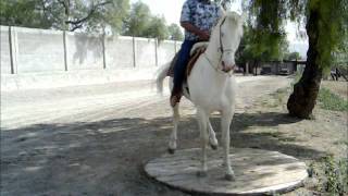 Caballo quotEl Bombónquot Bailando En Tarima ArrendadorArmando Gonzalez [upl. by Eiramanad]