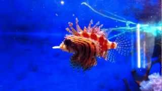 Dendrochirus Brachypterus  Fuzzy Dwarf Lionfish eating Guppy Fish [upl. by Inttirb]