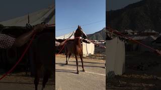 Marwari Colt Messi First Day at PushkarFair 2024 marwarihorse marwari pushkar shorts horse bsf [upl. by Ssecnirp]