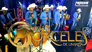 LOS CORCELES DE LINARES Ven Porque Te Necesito Esta Llorando Mi Corazón El Toro Josco  En Vivo [upl. by Bonnibelle]