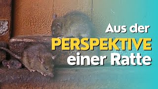 Leben im Schatten Die Geschichte einer Ratte im Garten  Eine andere Perspektive [upl. by Airetas930]