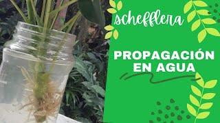 Schefflera💥Cómo Propagar en Agua 💧Esquejes o partes de la planta🌈Fácil [upl. by Ilenna]