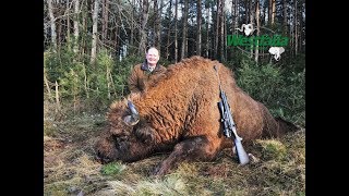 Jagd auf Wisent in Weißrussland [upl. by Ahsuoj]