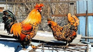 Pavlovskie chickens www Kuraaltai ru ПАВЛОВСКИЕ 27 марта 2016 [upl. by Durant290]