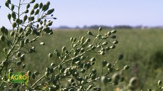 Camelina Cultivo invernal que potencia y energiza la rotación 1056 20231104 [upl. by Woodman]