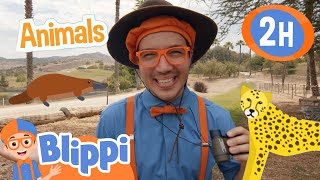 Blippis Animal Safari Park  Blippi  Animals for Kids  Educational Videos  Learn about Animals [upl. by Eiramanit270]