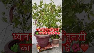 Tulsi Pujan Vidhi 🌿🙏 motivation tulsikathakathatulsikrit motivationaltulsishorts ytshorts [upl. by Levine614]