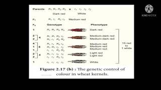 Polygene inheritance kernel colour in wheat [upl. by Akinehs]