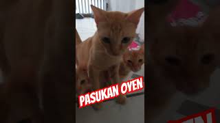 Pasukan oyen kucingkesayanganku catlover cute shortvideo [upl. by Fleeta]