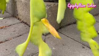 Epiphyllum Season Lot of buds on the epiphyllum plants [upl. by Girardi]