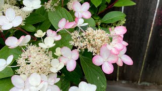 “Little Quick Fire” Panicle Hydrangea Bloom On Old amp New Woods 4K July 6 2024 [upl. by Erlandson]