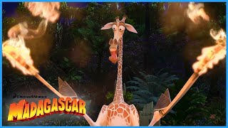 Melman sets himself on fire  DreamWorks Madagascar [upl. by Euqinad]