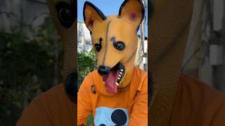 Does a Tractor Really Run Over Your Phone 😂 funny dog shortvideo [upl. by Natlus]