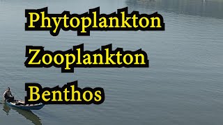 Phytoplankton Zooplankton Benthos [upl. by Niko]