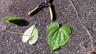 Dioscorea bulbifera Air Potato Vine [upl. by Nesline]