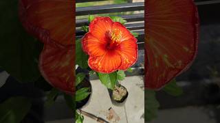 Hibiscus 🌺 Timelapse shorts ytshorts flowers [upl. by Merl]