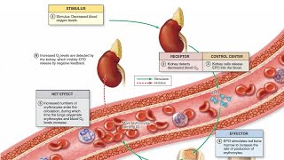 The Kidneys Erythropoietin [upl. by Ahsuatal]