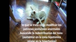 Rehabilitación y fisioterapia en secuelas de moquillo nervioso [upl. by Keeley]