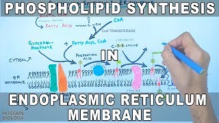 Phospholipid Synthesis in Endoplasmic Reticulum Membrane [upl. by Vastha752]