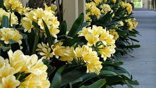 Amazing and Most Beautiful Clivia Flowers Pictures [upl. by Katzman952]