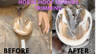 Horse Hoof Hooves Trimming [upl. by Naujuj]