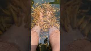 Person Puts Feet Underwater to Get Foot Massage From Fish  1453863 [upl. by Lesli241]