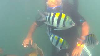 Goa Scuba diving Scam  Scammers in Goa [upl. by Arrec]