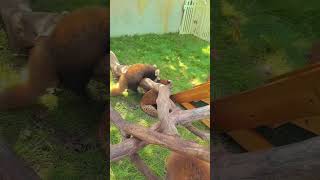 WOW adorable red panda🍼🍼🍼 amsr foryou ailurusfulgens redpanda fpy zoo cute [upl. by Hayyim233]