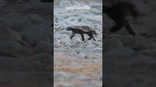 Honey Badger sciencefacts science [upl. by Aivil]