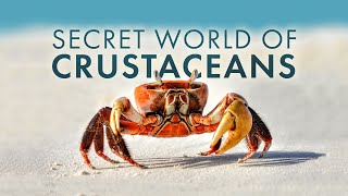 Secret World of Crustaceans [upl. by Finley]