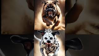 DOG FIGHT BULLDOG VS PITBULL VS DALMATION [upl. by Maharva]