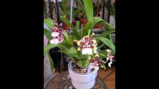 Orchid community pot cambria Barocco red and the Colmanara painter Tropic jungle [upl. by Anissa]