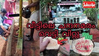 sandalwood cutting video Malayalam വീട്ടിലെ ചന്ദനമരം വെട്ടി വിറ്റുനടപടിക്രമങ്ങൾ അറിയാമോ [upl. by Llered]