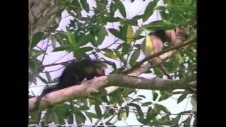 Amazing Animals Rainforest Animals Part 1 of 2 [upl. by Mendoza]