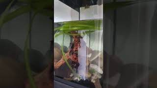 New Aquarium Set up Crab Aquarium Red Claw Crabs Male and Female Hopefully Breeding Partners Crab [upl. by Bohon]