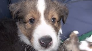 Sheltie Puppies CANT be THIS cute [upl. by Eintruoc516]